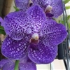 Vanda Somsri Glory Blue