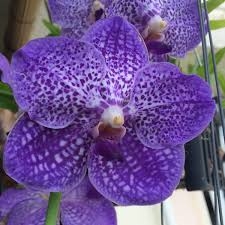 Vanda Somsri Glory Blue