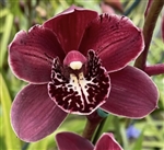 Cymbidium Black Cloud