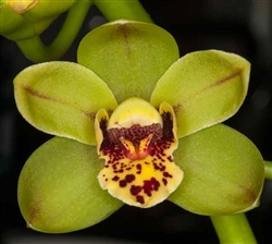 Cymbidium (Gentle Touch 'Bon Bon' x madidum 'leroyii' 4n #32) 'Shamrock'