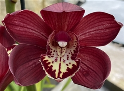 Cymbidium Crimson Beauty