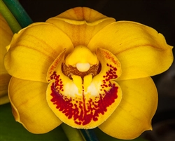 Cymbidium Enzan Shining x Rod Steward