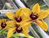 Cymbidium Golden Road 'Sunbeam'