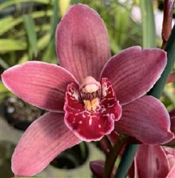 Cymbidium Black Peter 'Captain Midnight' x Rosy Cloud 'Paradise'