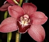 Cymbidium Elderberry Wine