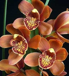 Cymbidium Enzan Forest