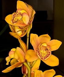 Cymbidium Enzan Forest â€˜Majolicaâ€™