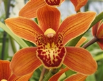 Cymbidium Enzan Shining 'Royale Flame'