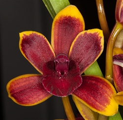 Cymbidium Morning Dew