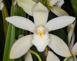 Cymbidium Picasso Moon 'Snow White'