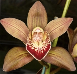 Cymbidium Rolling Stone