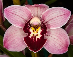 Cymbidium Sugar Magnolia