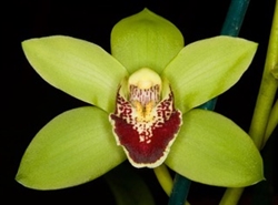 Cymbidium Gentle Touch x madidum