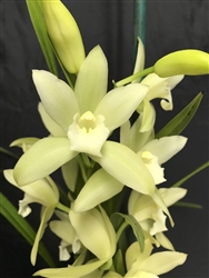 Cymbidium Warmly Passionate