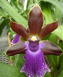 Zygopetalum Debbie De Mello 'Honolulu Bay'