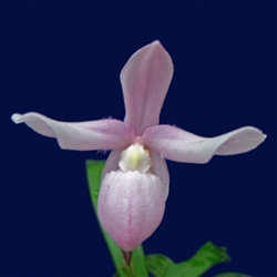 Phragmipedium andreettae