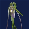 Phragmipedium wallisii