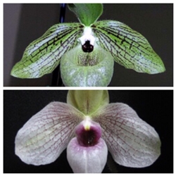 Paphiopedilum malipoense & Lynleigh Koopowitz