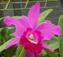 Blc. QF Poni (walkeriana x Anna Saeki)