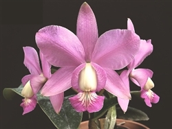 Cattleya Brazilian Jewel (nobilior v. amaliae x walkeriana)