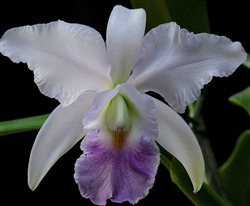 Cattleya Eros v. coerulea (mossiae v. coerulea x walkeriana v. coerulea)