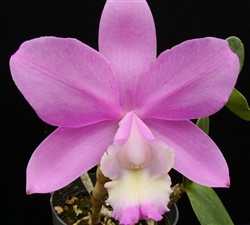 Cattleya Heathii (loddigesii x walkeriana)