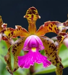 Cattleya Peckhaviensis (schilleriana v. sanderiana x aclandiae)-