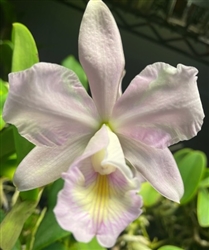 Cattleya Big Dave Parzow (schroederae x nobilior v. amaliae)