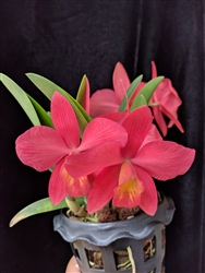 Cattleya QF Kealoha (S. coccinea x C. nobilior v. amaliae)