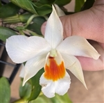 Dendrobium Judith Nakayama