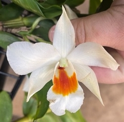 Dendrobium Judith Nakayama