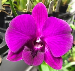 Dendrobium Nida x Kevin Tokunaga