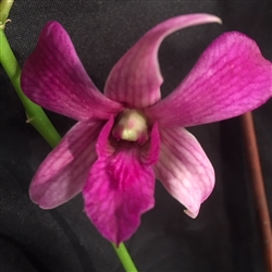 Dendrobium Norma Jackson x Jaquelyn Thomas