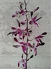 Dendrobium Curtis Twinkle