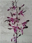 Dendrobium Curtis Twinkle