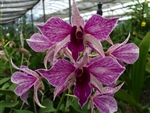 Dendrobium Fire Wings