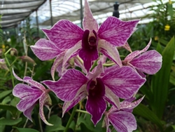 Dendrobium Fire Wings