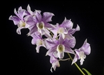 Dendrobium Hawaii Stripes