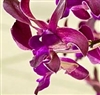 Dendrobium Hawaiian Twinkle (Jaquelyn Thomas x Blue Twinkle)