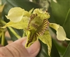 Dendrobium Kaila Quintal x finisterrae