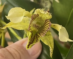 Dendrobium Kaila Quintal x finisterrae