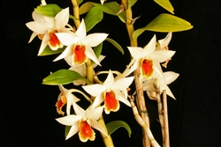 Dendrobium Lori Star