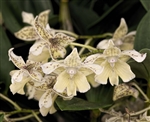 Dendrobium Nano Chip