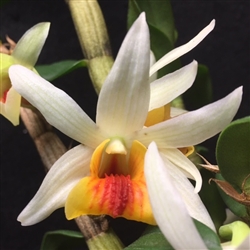 Dendrobium Precious Pearl