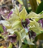 Dendrobium QF Hapa (Roy Tokunaga v. semi-alba x Kaila Quintal)