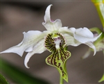 Dendrobium Spider Lily (Roy Tokunaga x alexandrae)