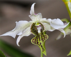 Dendrobium Spider Lily (Roy Tokunaga x alexandrae)