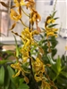 Dendrobium Touch of Tangerine (Touch of Gold x tangerinum)