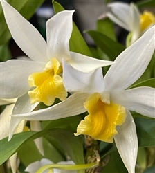 Dendrobium Trijame (infundibula x trigonopus)