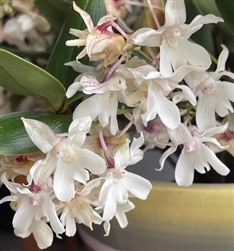 Dendrobium Winter Pixie (Mini Snowflakes x Nano Chip)